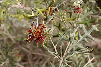 APII jpeg image of Grevillea ilicifolia subsp. ilicifolia  © contact APII