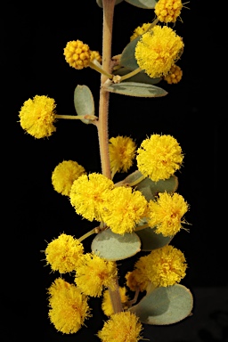 APII jpeg image of Acacia brachybotrya  © contact APII