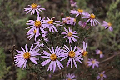 APII jpeg image of Olearia magniflora  © contact APII