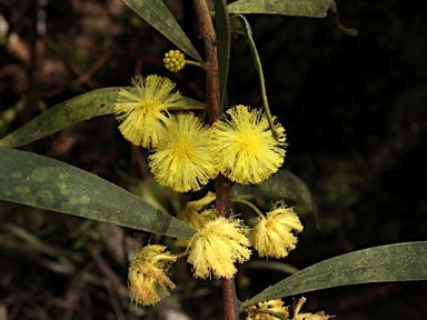 APII jpeg image of Acacia dodonaeifolia  © contact APII