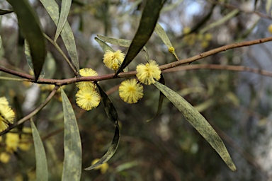 APII jpeg image of Acacia dodonaeifolia  © contact APII