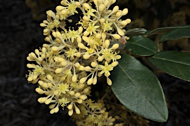 APII jpeg image of Pomaderris elliptica var. elliptica  © contact APII