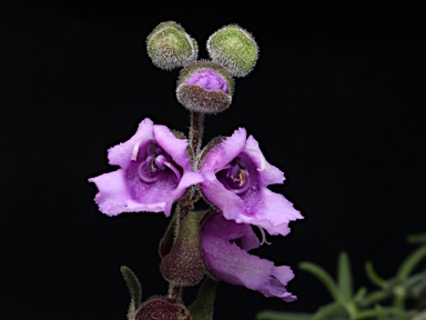 APII jpeg image of Prostanthera sp. Rowleys Creek (L.M.Copeland 4288)  © contact APII