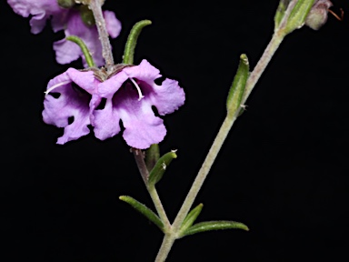 APII jpeg image of Prostanthera sp. nov.  © contact APII