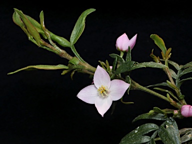 APII jpeg image of Boronia imlayensis  © contact APII