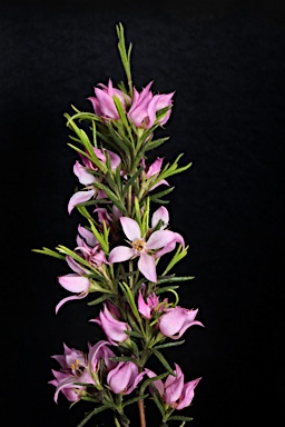 APII jpeg image of Boronia deanei subsp. acutifolia  © contact APII