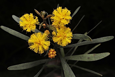 APII jpeg image of Acacia ixodes  © contact APII