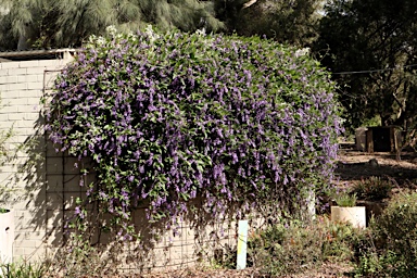 APII jpeg image of Hardenbergia comptoniana  © contact APII