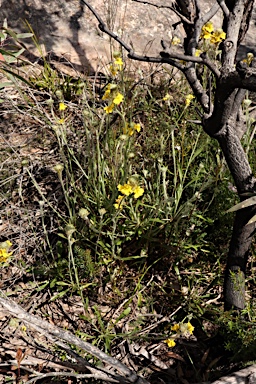 APII jpeg image of Goodenia glomerata  © contact APII