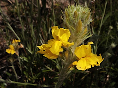 APII jpeg image of Goodenia glomerata  © contact APII