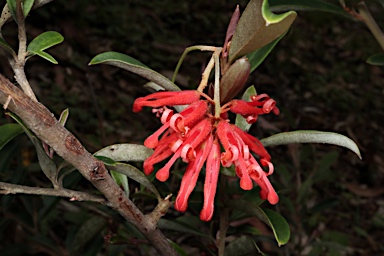 APII jpeg image of Grevillea parvula  © contact APII