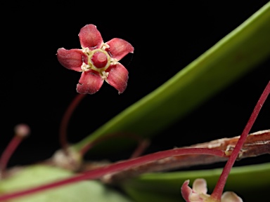 APII jpeg image of Hedraianthera porphyropetala  © contact APII