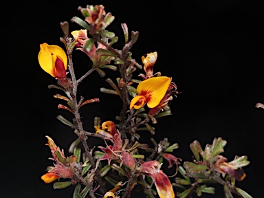 APII jpeg image of Pultenaea microphylla  © contact APII