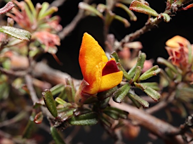 APII jpeg image of Pultenaea microphylla  © contact APII