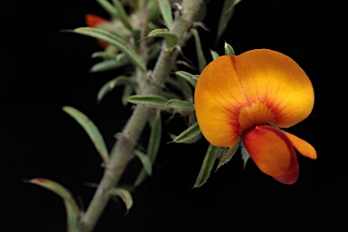 APII jpeg image of Pultenaea praetermissa MS  © contact APII