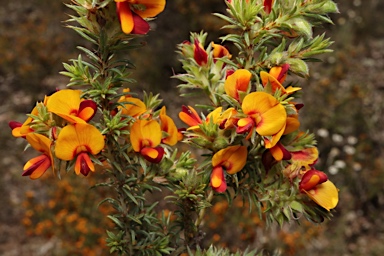 APII jpeg image of Pultenaea praetermissa MS  © contact APII