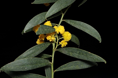 APII jpeg image of Acacia xanthina  © contact APII