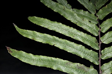 APII jpeg image of Blechnum wurunuran  © contact APII