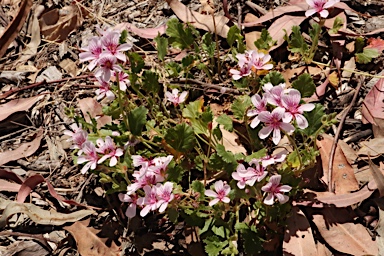 APII jpeg image of Pelargonium sp. Striatellum (G.W.Carr 10345)  © contact APII