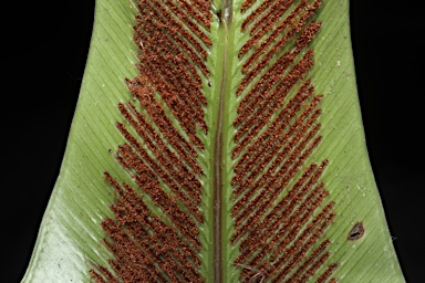 APII jpeg image of Asplenium harmanii  © contact APII