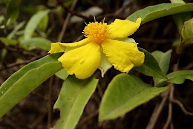 APII jpeg image of Hibbertia scandens  © contact APII