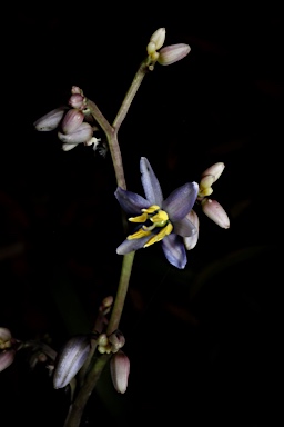 APII jpeg image of Dianella atraxis  © contact APII