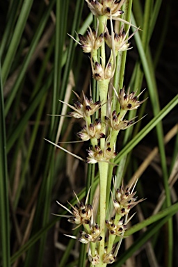 APII jpeg image of Lomandra confertifolia subsp. pallida  © contact APII