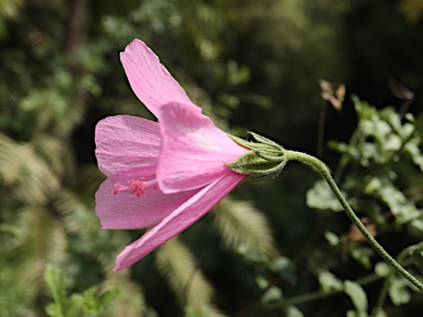 APII jpeg image of Hibiscus pedunculatus  © contact APII