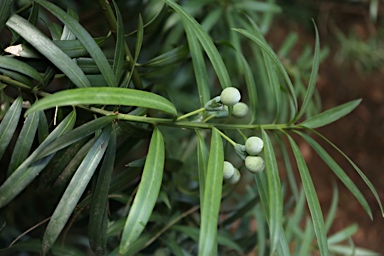 APII jpeg image of Podocarpus elongatus  © contact APII