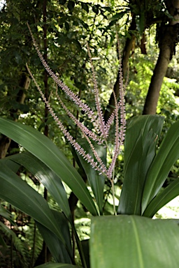 APII jpeg image of Cordyline petiolaris  © contact APII