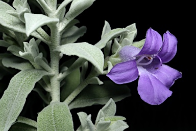 APII jpeg image of Eremophila 'Big John'  © contact APII