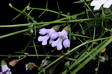 APII jpeg image of Prostanthera sejuncta subsp. sejuncta  © contact APII