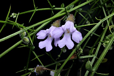 APII jpeg image of Prostanthera sejuncta subsp. sejuncta  © contact APII