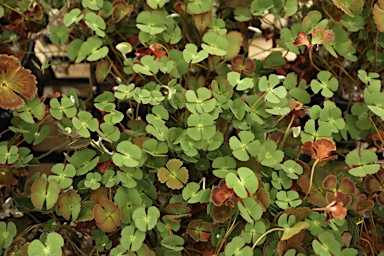 APII jpeg image of Marsilea cryptocarpa  © contact APII