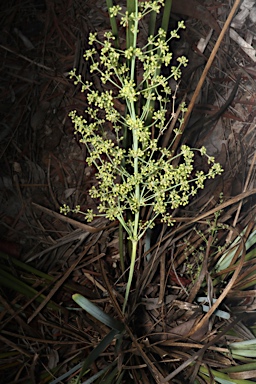 APII jpeg image of Lomandra decomposita  © contact APII