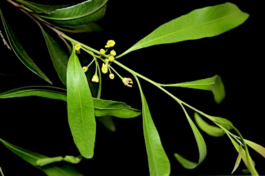 APII jpeg image of Alectryon oleifolius subsp. elongatus  © contact APII