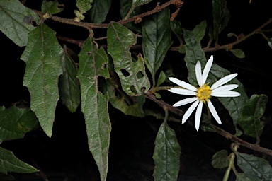 APII jpeg image of Olearia nernstii  © contact APII