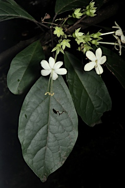 APII jpeg image of Clerodendrum floribundum var. attenuatum  © contact APII