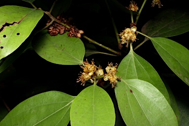 APII jpeg image of Neolitsea australiensis  © contact APII