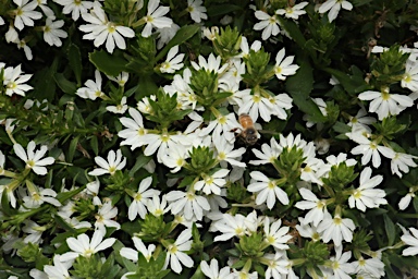 APII jpeg image of Scaevola 'White Carpet'  © contact APII