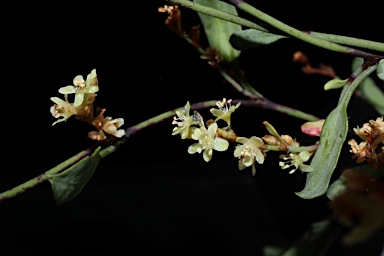 APII jpeg image of Muehlenbeckia tuggeranong  © contact APII