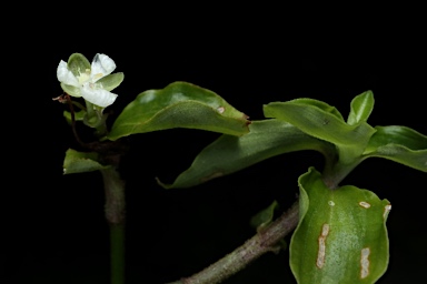 APII jpeg image of Aneilema biflorum  © contact APII