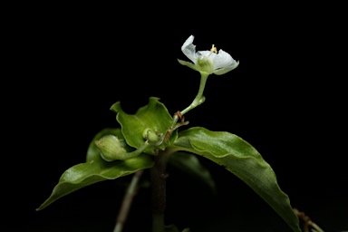 APII jpeg image of Aneilema biflorum  © contact APII