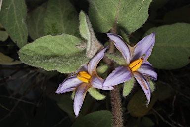 APII jpeg image of Solanum hapalum  © contact APII