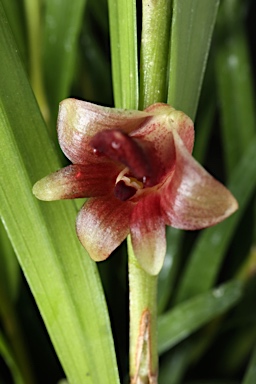 APII jpeg image of Dendrobium agrostophyllum  © contact APII