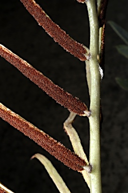 APII jpeg image of Blechnum articulatum  © contact APII