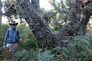 APII jpeg image of Banksia serrata  © contact APII