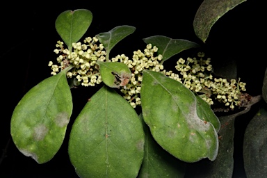 APII jpeg image of Notelaea longifolia f. longifolia  © contact APII