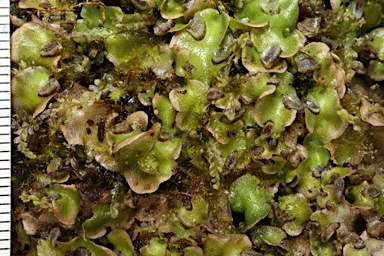 APII jpeg image of Lunularia cruciata  © contact APII