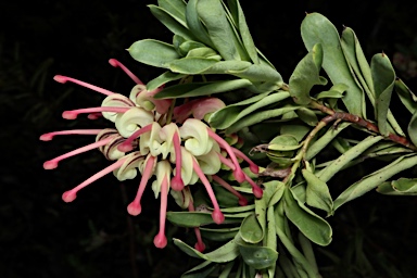 APII jpeg image of Grevillea iaspicula  © contact APII